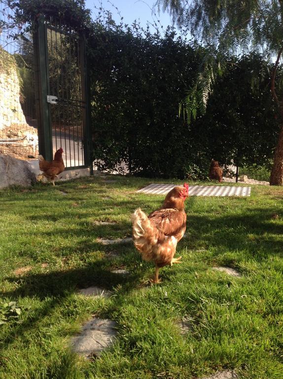Agriturismo Da Lui Bordighera Εξωτερικό φωτογραφία